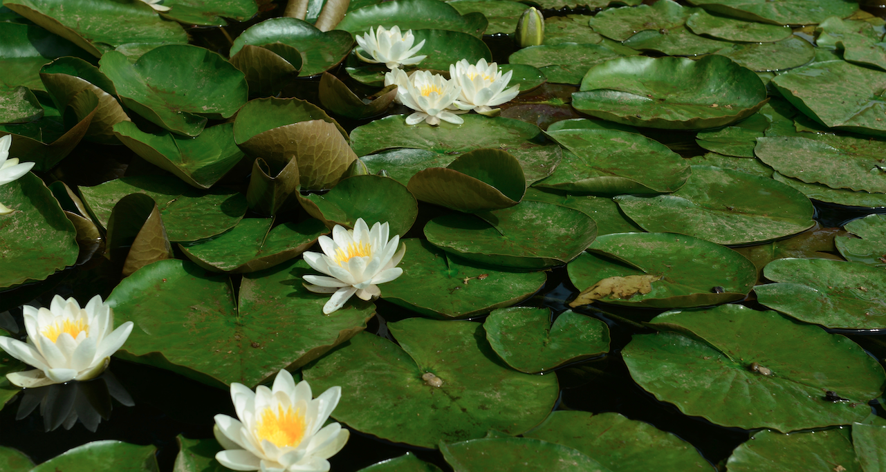 Water lily pond with white blooms — water garden design by Will Draper, Norfolk