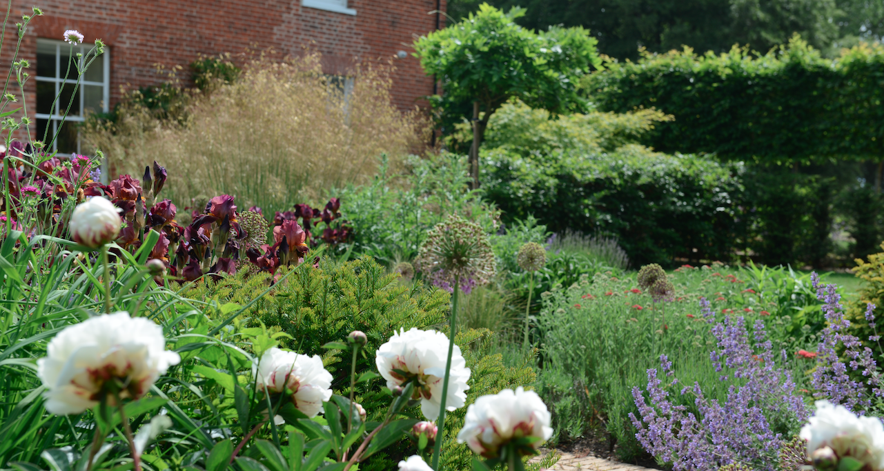 Layered garden planting with white peonies and mature shrubs — garden design by Will Draper, Norfolk