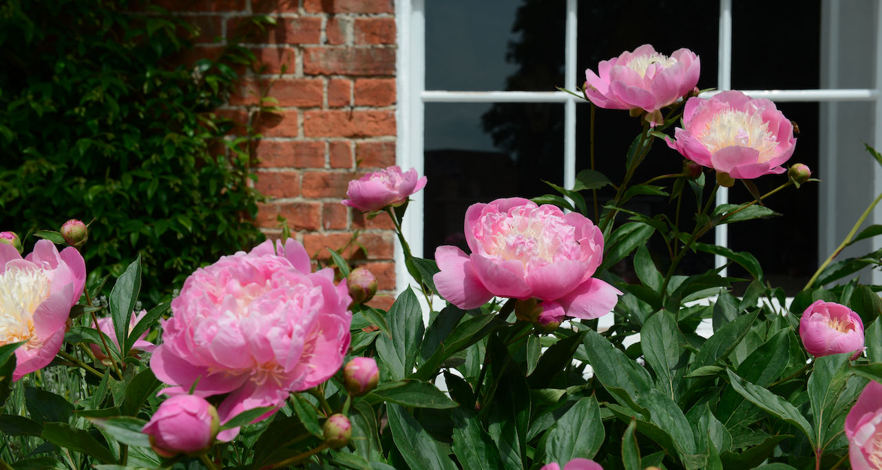 Pink peony flowers in a Norfolk garden — planting design by Will Draper