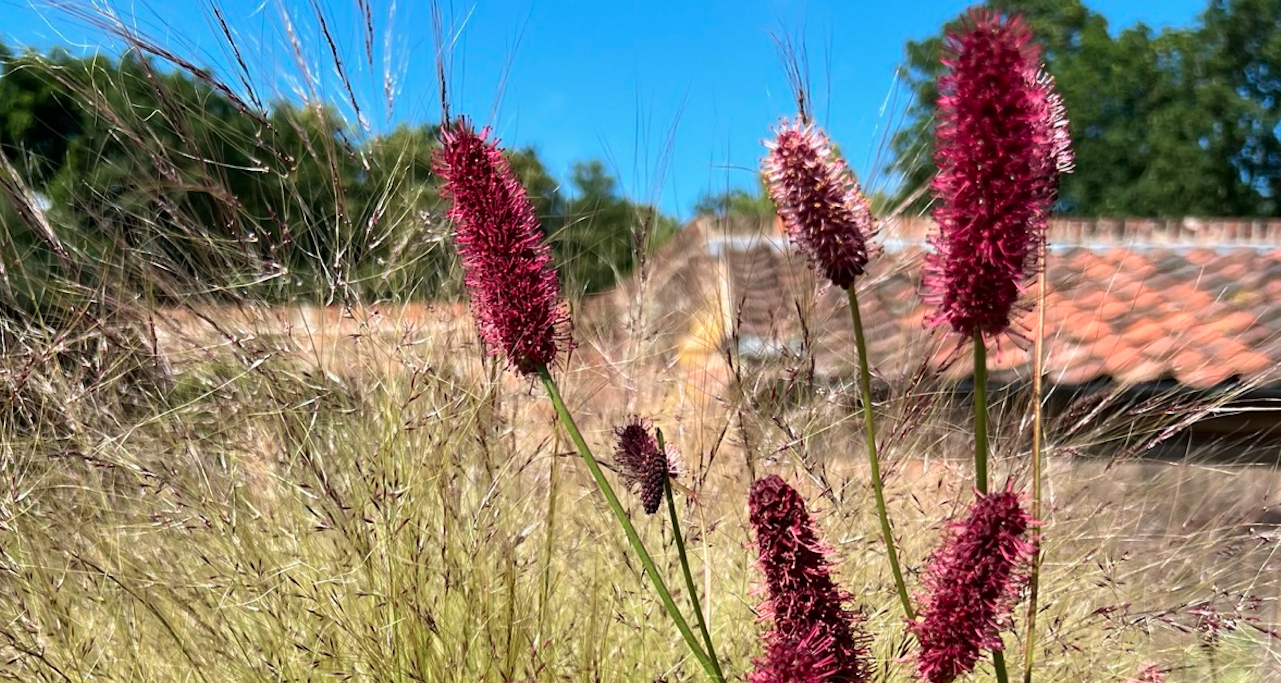 Sanguisorba in a naturalistic dry garden planting — Will Draper Garden Design, Norfolk