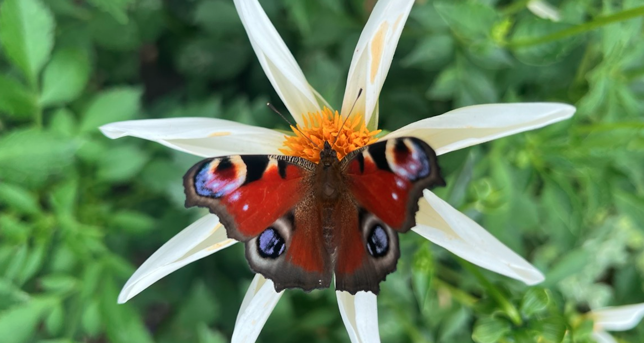 Peacock butterfly on a garden flower — wildlife-friendly planting by Will Draper, Norfolk