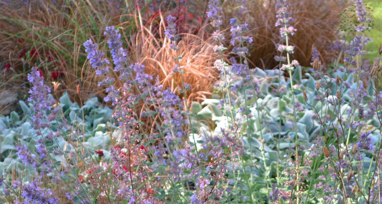 Naturalistic mixed border with salvia and silver-leaved perennials — planting design by Will Draper, Norfolk