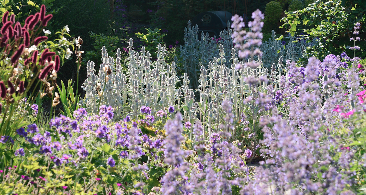 Naturalistic border with lavender, catmint and silver sage — planting design by Will Draper, Norfolk