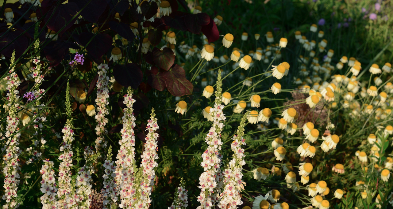 Mullein spires in a wildflower planting scheme — Norfolk garden design by Will Draper