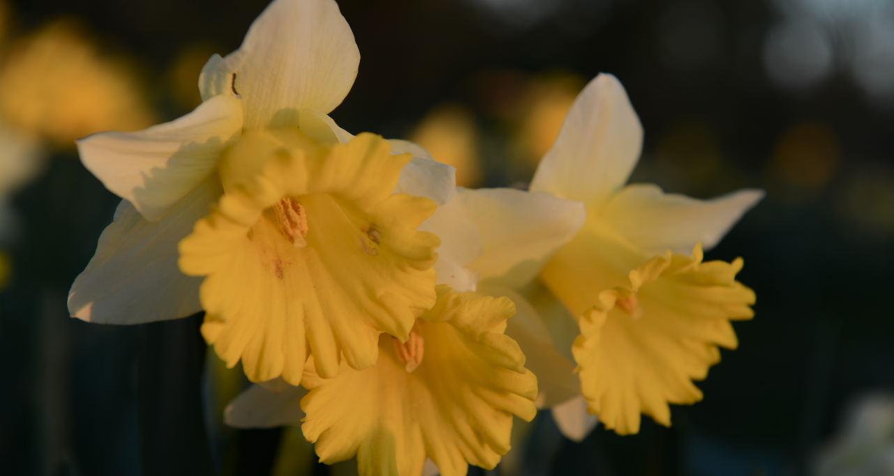 Close-up of narcissus in bloom — seasonal planting by Will Draper, Norfolk