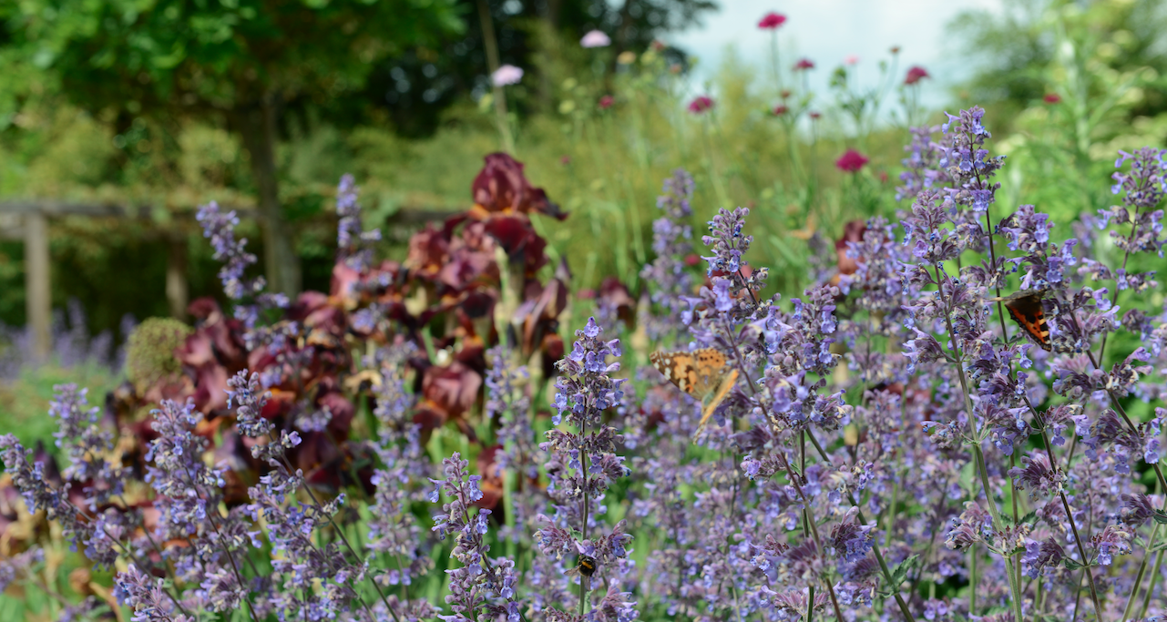 Dark iris and catmint in a mixed herbaceous border — planting design by Will Draper, Norfolk