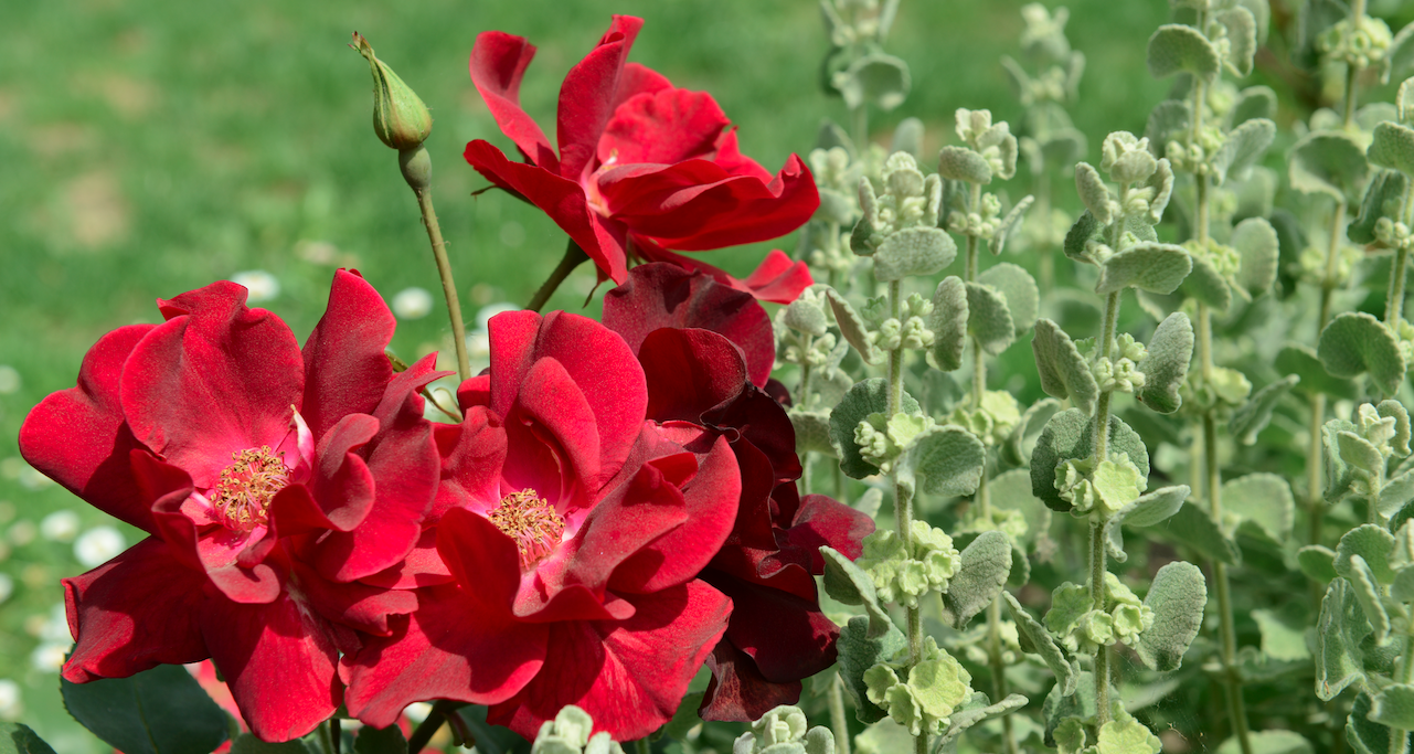Deep red roses in a Norfolk garden border — planting design by Will Draper